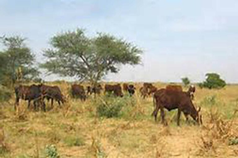 Tchad : 6 morts et 29 blessés entre éleveurs et agriculteurs  dans la Tandjilé-Centre.